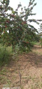 İzmir Kemalpaşa Soğukpınar'da Satılık 8475 M2 Kiraz Bahçesi .