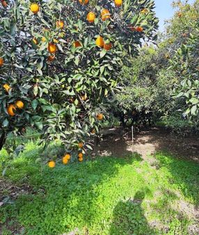 Konyaaltı Aşağıkaramanda Satılık Fırsat Arsamız Denize Sadece 7.5 Km 1016 M2