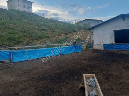 Çiftlik 14100 M2 Corum Bogazkale Sari Cicek Koyu