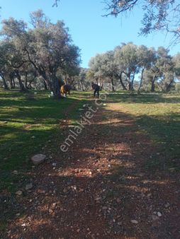 Bayındır Çenikler'de Yatırıma Uygun Fırsat Zeytinlik