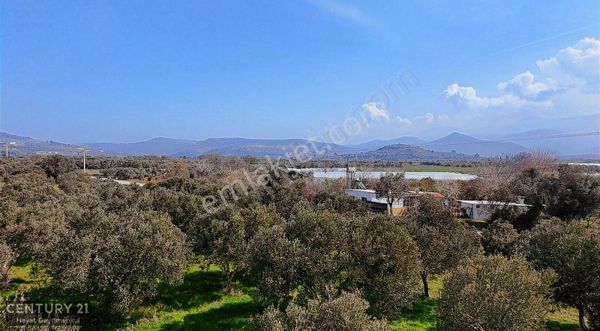 Menemen Görecede Yola Cepheli Zeytinli Tarla