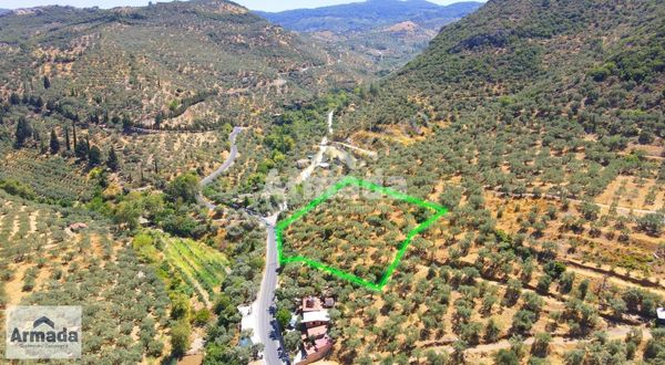 İzmir Selçuk Şirince'de Yatırımlık Satılık Zeytinlik