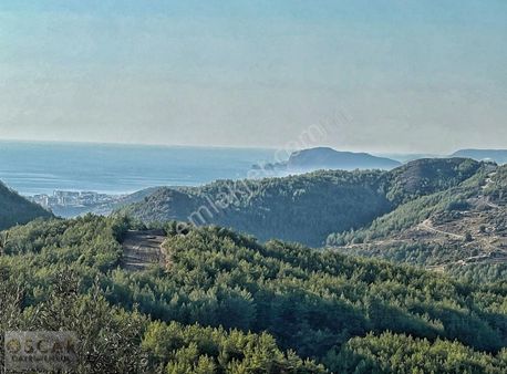 Alanya Karğıcak Üstü 1.267 M2 Bahçe