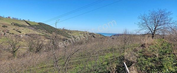 Samsun Atakum Taflan'da Kısmi Deniz Manzaralı Satılık Fındıklık Tarla