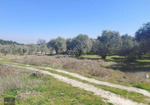 Manisa Saruhanlı Hacı Musa Köyünde Satılık Zeytinlik 2800 M2 İçinde Yetişkin Uslu Ağaçları Vardır