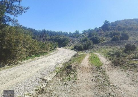 Manisa Saruhanlı Gözlet Köyünde Satılık Zeytinlik 3700 M2 Bakımlı Köye Yürüyüş Mesafesinde