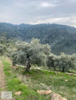 Milas Gölderede Satılık Bakımlı Zeytinlik