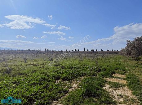 Akhisar Pınarcıkta Yola Cepheli Satılık 20 Dönüm Zeytinlik