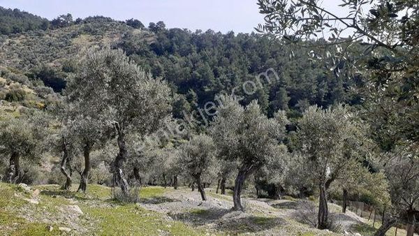 131- Asfalt Cepheli Bakımlı Zeytinlik