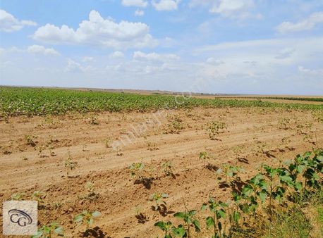 M.ereğlisi-yeniçiftlik'de Satılık Yerleşime Yakın 20 Dönüm Tarla