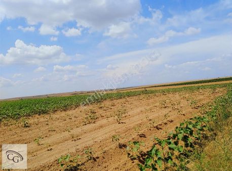 Tekirdağ-çorlu-türkgücü'nde Satılık 7 Dönüm Tarla