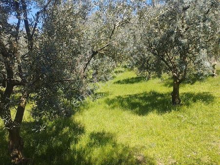 İznik Tacir Köyünde İmara Sıfır Arazimiz Acil Satılık