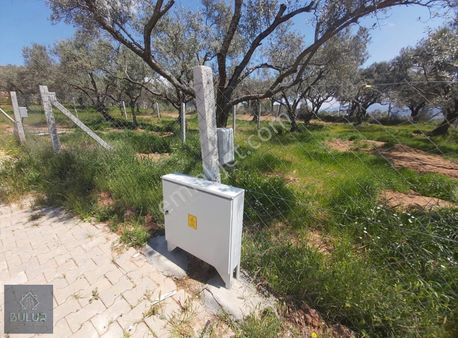 Bulur Dan Torbalı Çakırbeyli De 251 M2 Elektrik, Yolu Olan Tarla