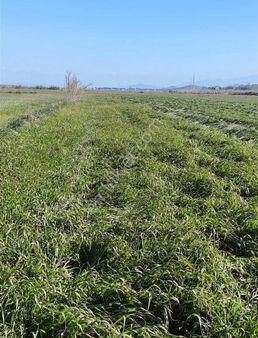 Yatırıma Uygun Satılık Tarım Arazisi Tire Karateke Mahallesinde