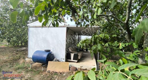 İzmir Kemalpaşa Yatırımlık Müthiş Ceviz Bahçesi