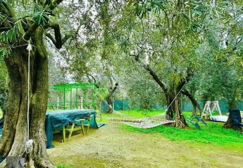 Evim Gayrimenkul Den Edincikte Satılık İki Parsel Bır Arada Zeytinlik