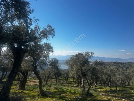 Sökenin En Güzel Köylerinden Satılık Zeytinlik