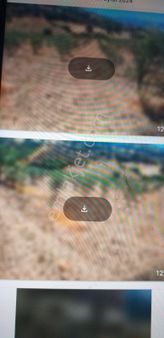 Manisa Salihli Satılık Zeytinlik