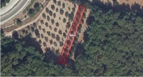 Zeytinler Köy Merkezine Yakın Müstakil Parsel