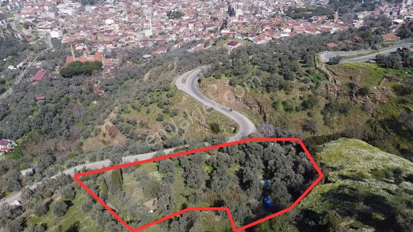 A Plus Gayrimenkulden Yolu Cepheli Elektrik Su Bulunan Zeytinlik