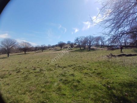 Manisa Dazyurtta Güzel Konumda 3700 M2 Satılık Tarla