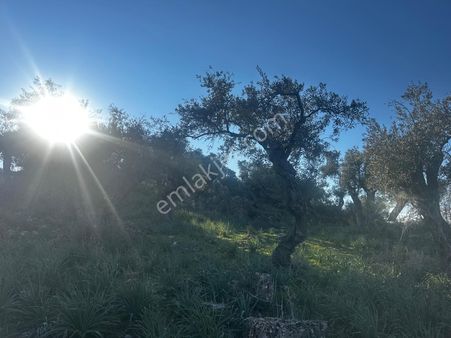 Söke Bağarası Köylerinden Satılık Zeytinlik