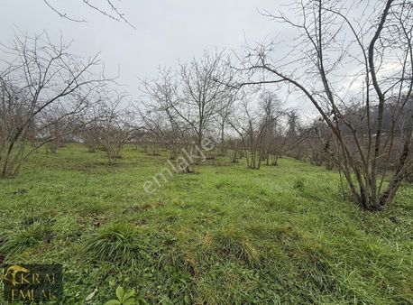 Beyören Köyünde 5000 M2 Tamamen Düz Satılık Fındık Bahçesi