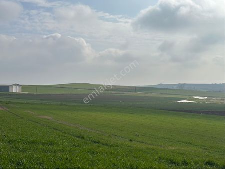 Tekirdağ Marmaraereğlisi Yeniçiftlik’te Tek Tapu Satılık Tarla