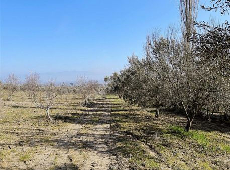 Manisa Şehzadeler Karaoğlanlı Mah. Satılık Zeytinlik