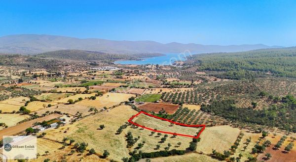 Bozbük'te Denize 1250 Metre Mesafede 6100 M² Zeytinli Tarla