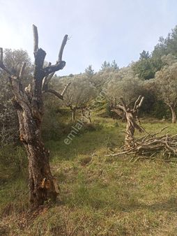 Bayındır Arıkbaşı'nda 4090 M2 Satılık Zeytinlik