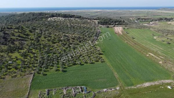Ayvacık Gülpınar Satılık Zeytinlik
