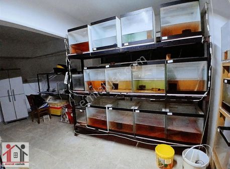 Devren Satılık Süs Balığı Üretimhanesi