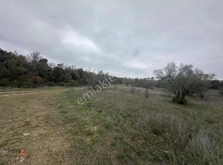 Kınık/ Sucahlı Mahallesinde 11,508 M2 Satılık Zeytinli Tarla