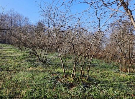 Uls Gayrimenkul'den Ferizli Esentepe'de Satılık Fındık Bahçesi