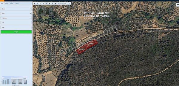 İznikde Satılık Zeytinlik 2307 M2 Yol Kenar 2 Parsel