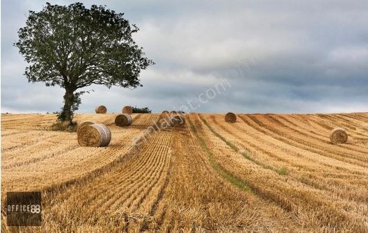 Satılık Tarla Kooperatif Hissesi
