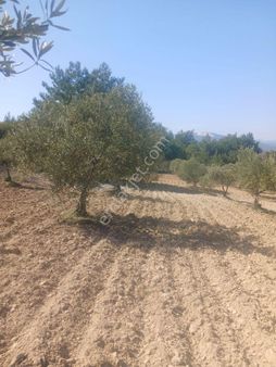 Manisa Saruhanlı Gözlette Çerkez Osmaniye Yakınında 21700m2 Trilya Bahçesi