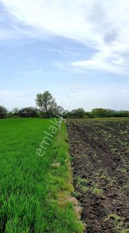 Ovacık’ta Müstakil Tapu 28299 M2 Tarlaa