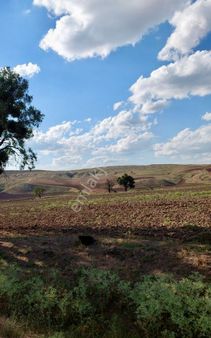 Ovacık’ta Müstakil Tapu 3300 M2 Tarla