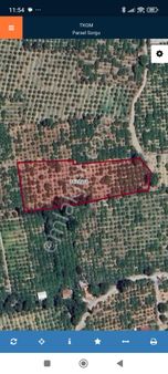 Seferihisar Hıdırlıkta Tek Tapu 5708 M.satılık Mandalina Bahçesi