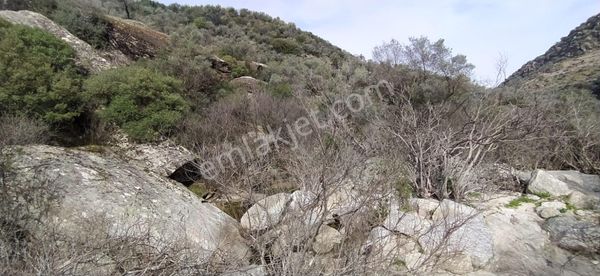 Satılık Zeytinlik Söke Bağarası Köylerinden