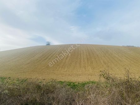 Tekirdağ Süleymanpaşa Avşar Köyü Satılık Tarla