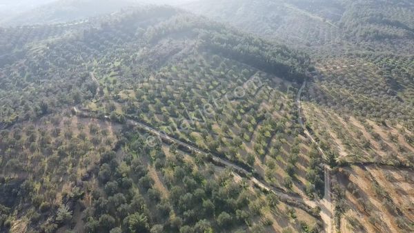 Ön Emlak'tan Burhaniye Ağacık Köyünde 19.352 M2 Çift Resmi Yolu Olan Satılık Zeytinlik!