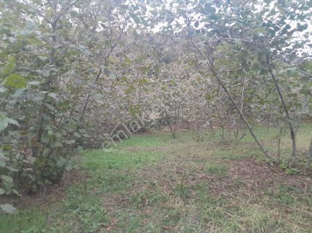 Akmeşe'de Yola Cephe Fındıklık