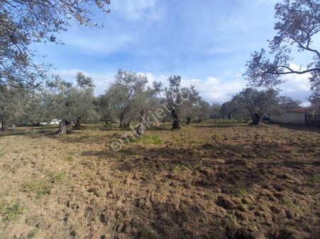 !!!burhaniye Kocacami Mah. Kaçırılmayacak Mükemmel Zeytinlik!!!!