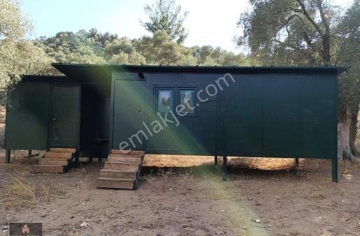 Muğla Milas Epçe'de Etrafı Telle Çevrili İçerisinde Konteyner Bulunan 767 M2 Zeytinlik