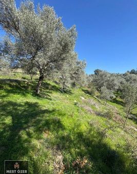 Muğla Milas Alatepe'de Eşsiz Manzaralı 3160 M2 Zeytinli Tarla