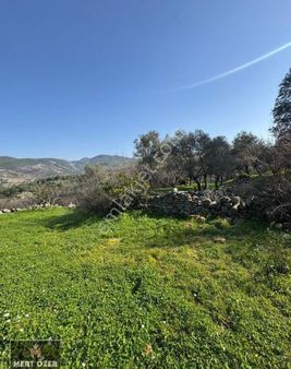 Muğla Milas Çakıralan'da Satılık Köyiçi 2420 M2 Tarla