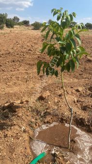 Uzunpınar'da Satılık Ceviz Bahçesi